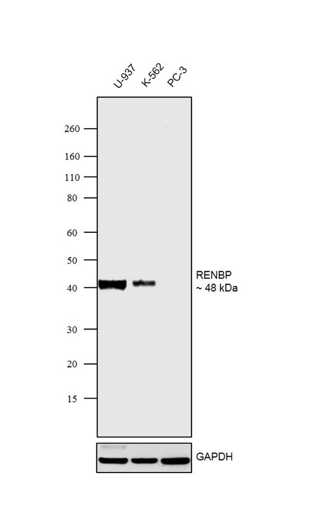 RENBP Antibody in Western Blot (WB)