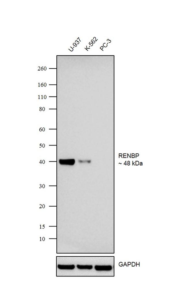 RENBP Antibody in Western Blot (WB)