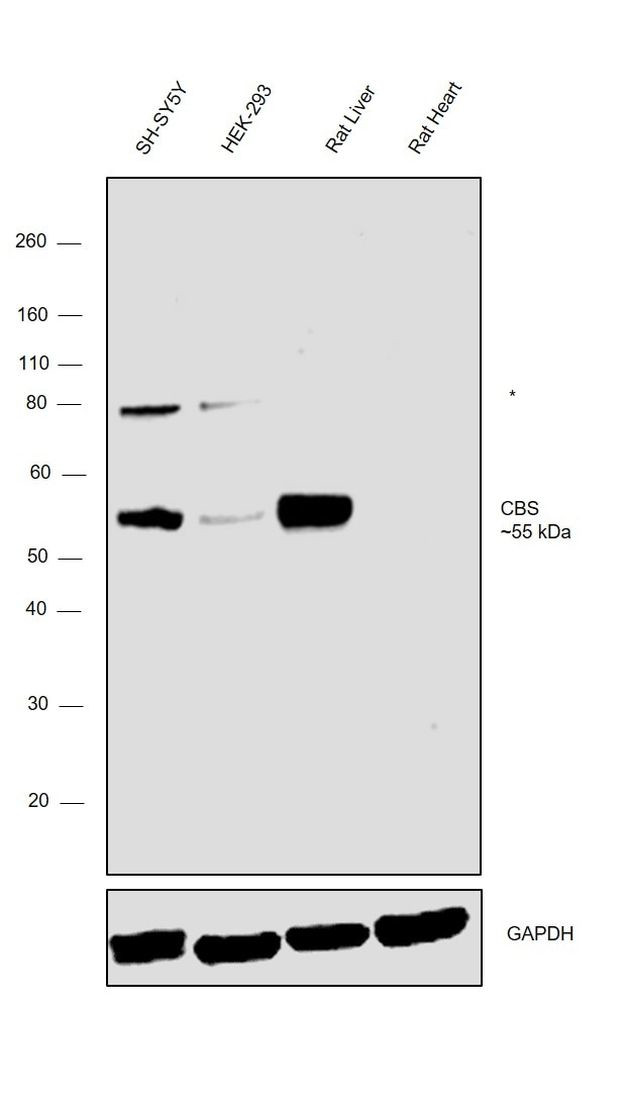 CBS Antibody