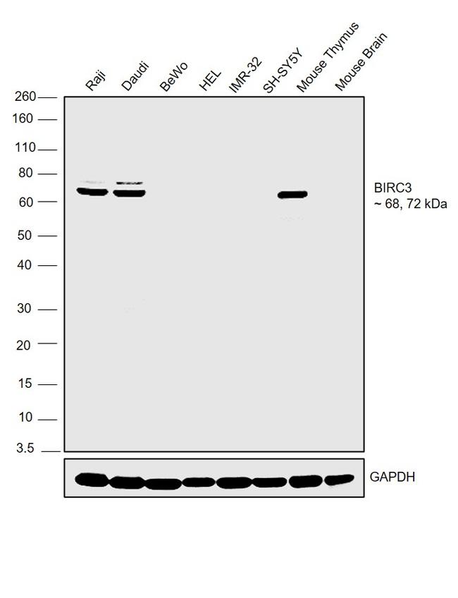 cIAP2 Antibody in Western Blot (WB)