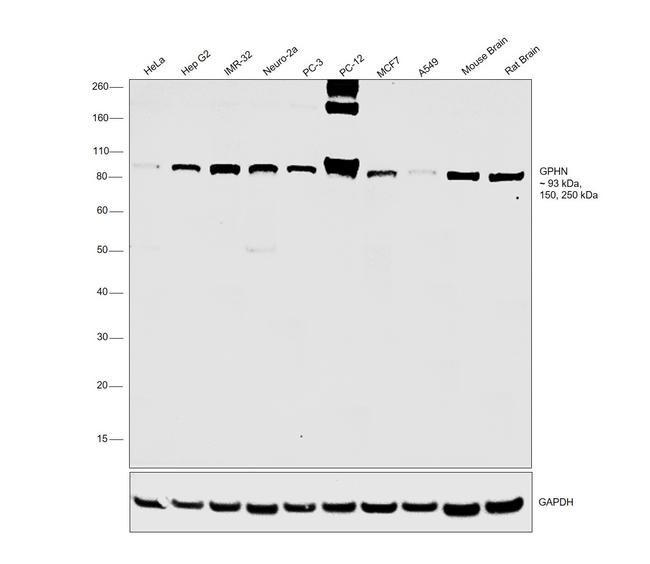 Gephyrin Antibody in Western Blot (WB)