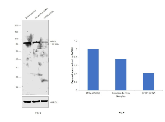 Gephyrin Antibody