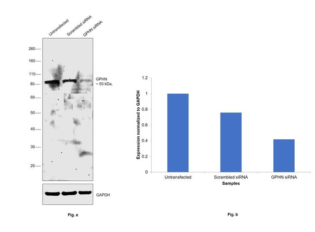 Gephyrin Antibody in Western Blot (WB)