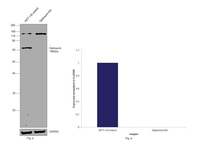 Optineurin Antibody in Western Blot (WB)