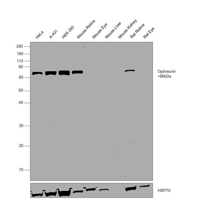 Optineurin Antibody in Western Blot (WB)