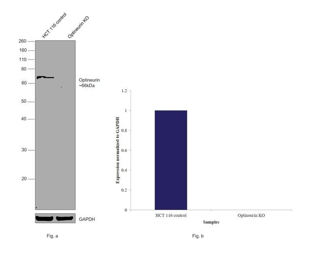 Optineurin Antibody in Western Blot (WB)