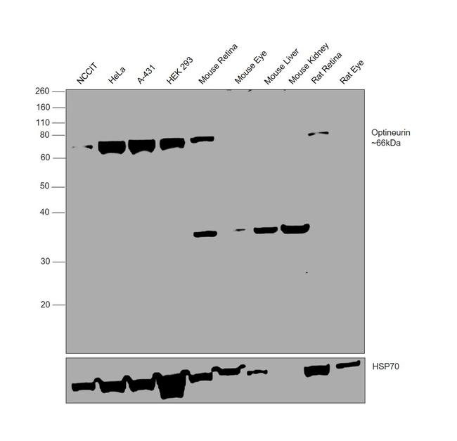 Optineurin Antibody in Western Blot (WB)