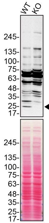 Cathepsin H Antibody