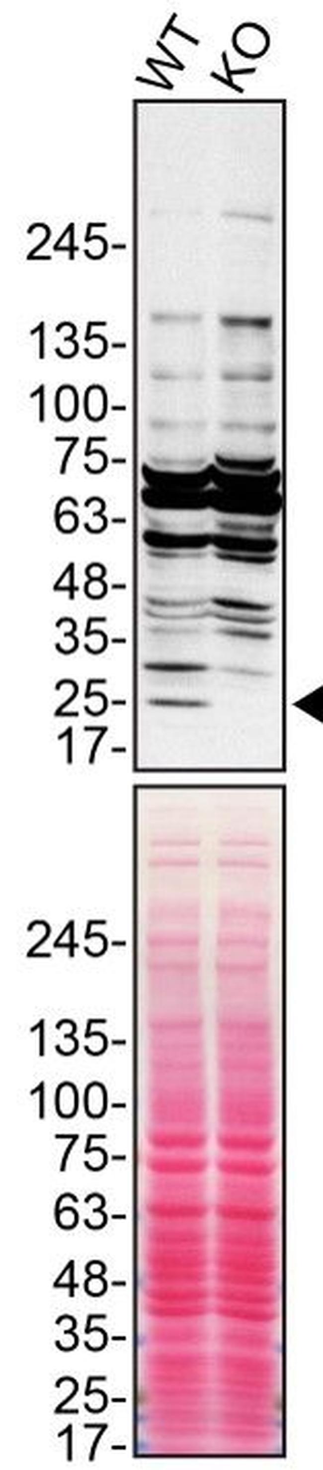 Cathepsin H Antibody in Western Blot (WB)