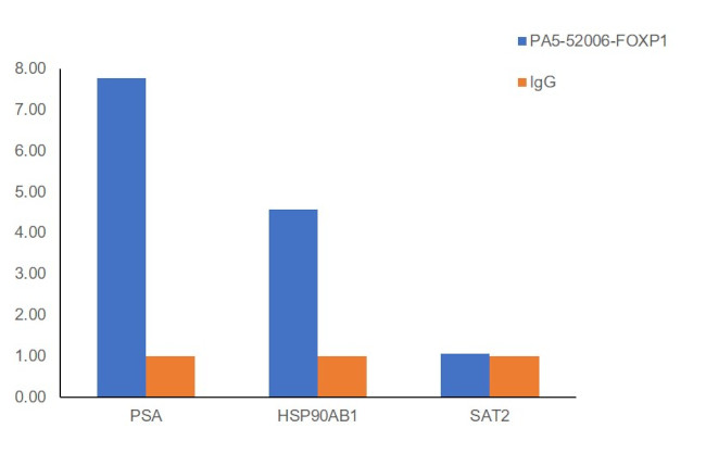 FOXP1 Antibody in ChIP Assay (ChIP)