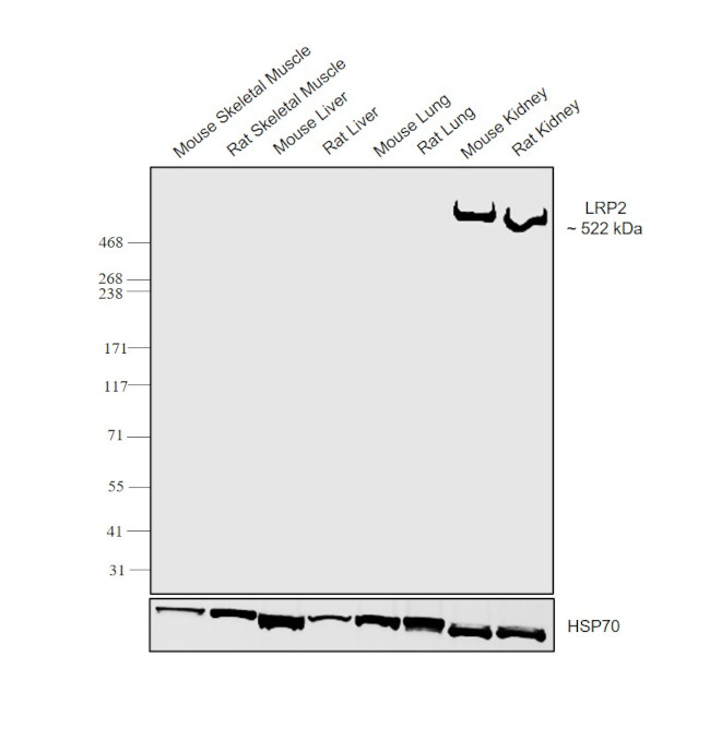 LRP2 Antibody