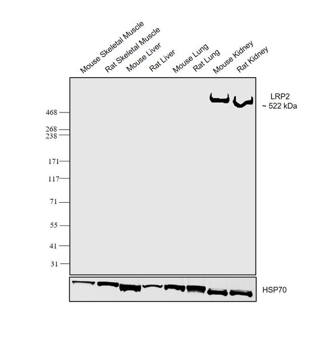 LRP2 Antibody in Western Blot (WB)