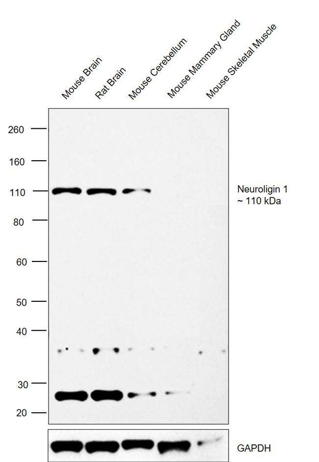 Neuroligin 1 Antibody in Western Blot (WB)