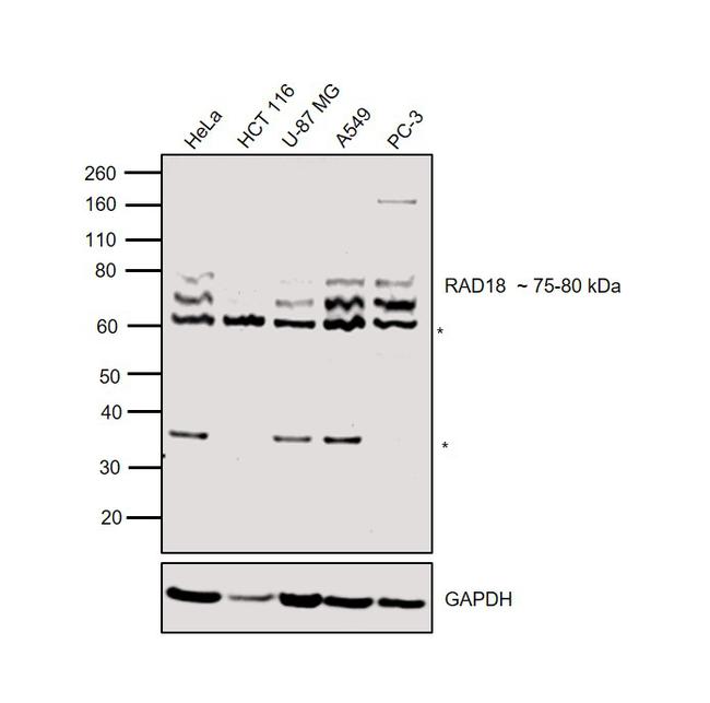 RAD18 Antibody in Western Blot (WB)