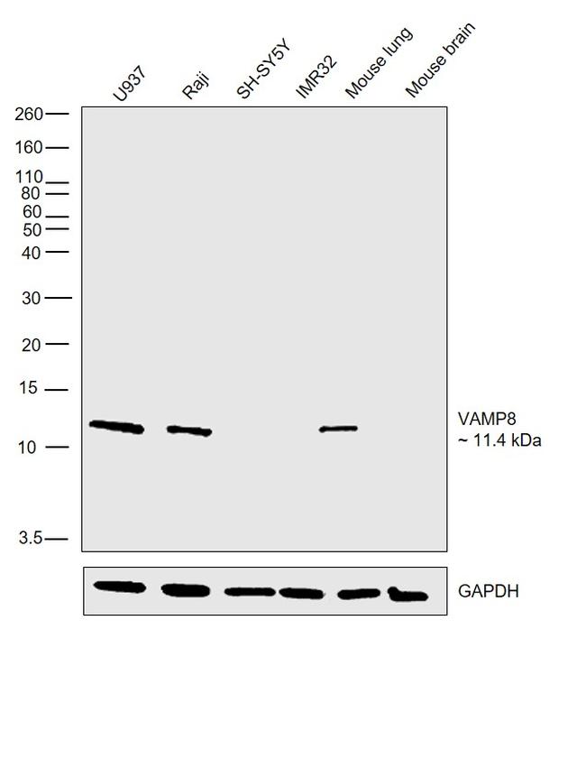 VAMP8 Antibody in Western Blot (WB)