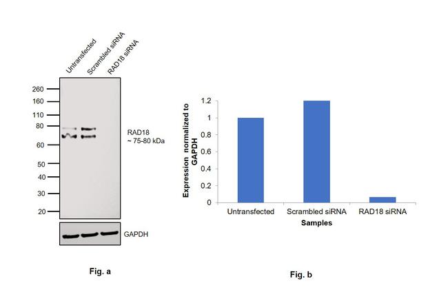 RAD18 Antibody in Western Blot (WB)