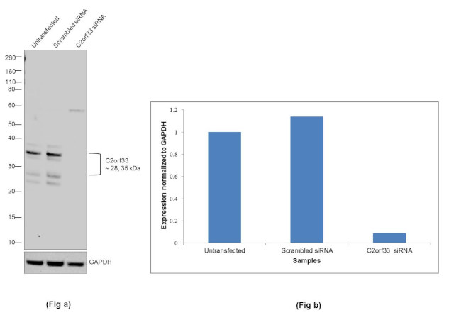 C2orf33 Antibody