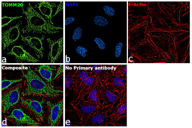 TOMM20 Antibody in Immunocytochemistry (ICC/IF)