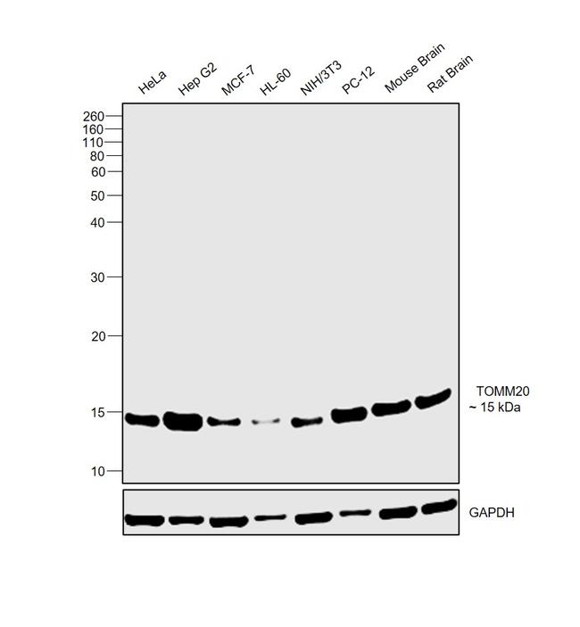 TOMM20 Antibody in Western Blot (WB)