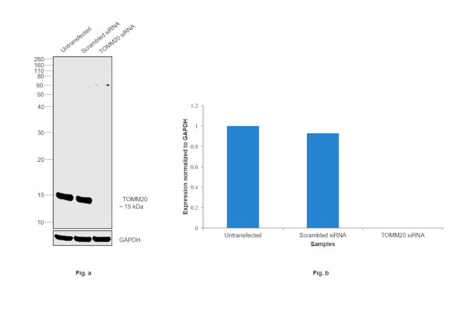 TOMM20 Antibody