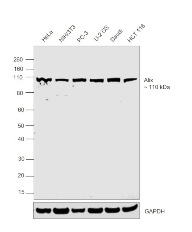 Alix Antibody in Western Blot (WB)