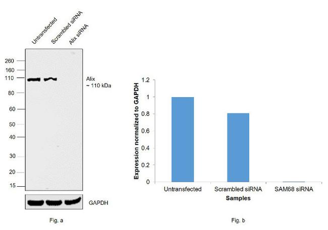 Alix Antibody in Western Blot (WB)