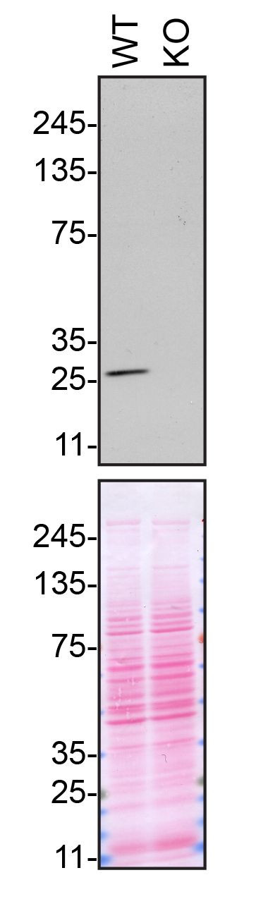 VAPB Antibody