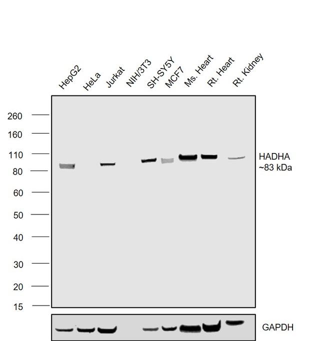 HADHA Antibody in Western Blot (WB)