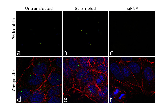 Pericentrin Antibody