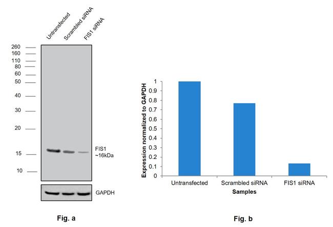 FIS1 Antibody in Western Blot (WB)