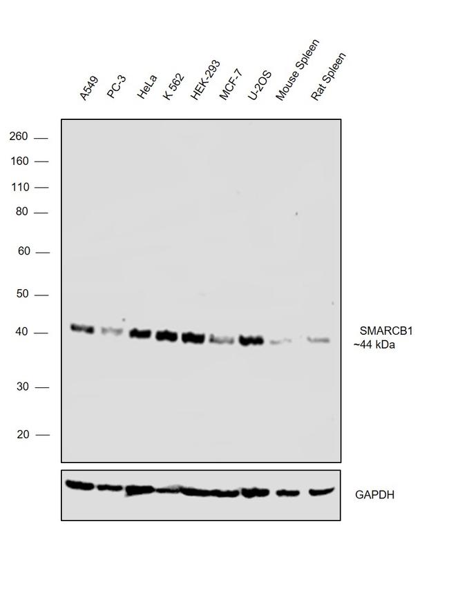 SMARCB1 Antibody in Western Blot (WB)