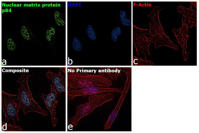 Nuclear Matrix Protein p84 Antibody in Immunocytochemistry (ICC/IF)