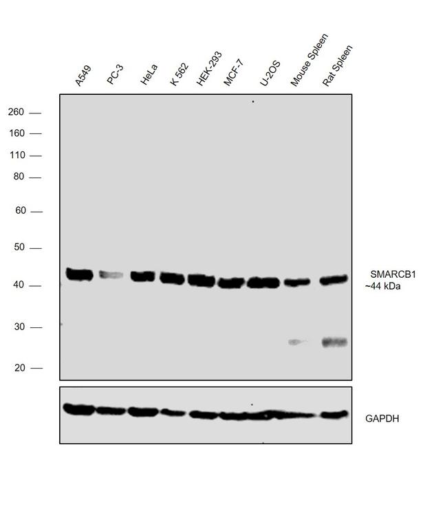 SMARCB1 Antibody in Western Blot (WB)