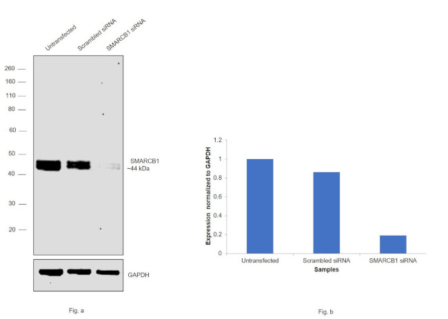 SMARCB1 Antibody