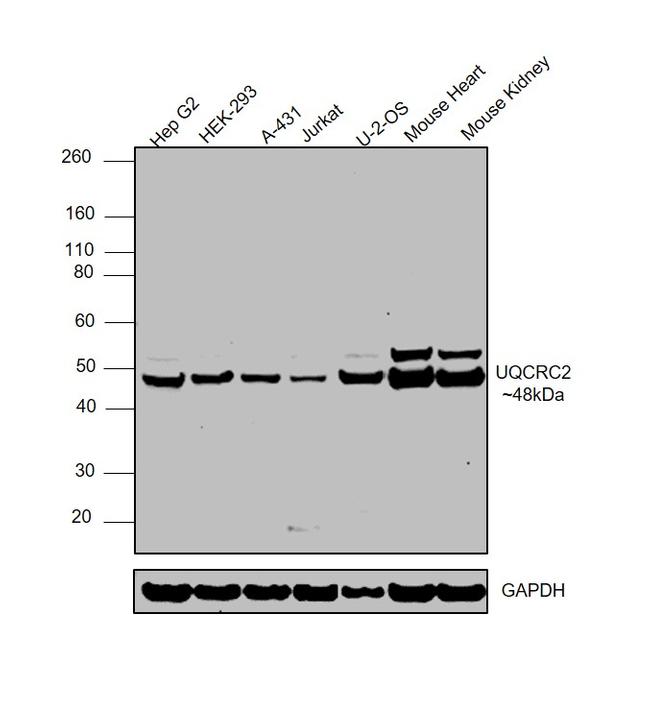 UQCRC2 Antibody in Western Blot (WB)