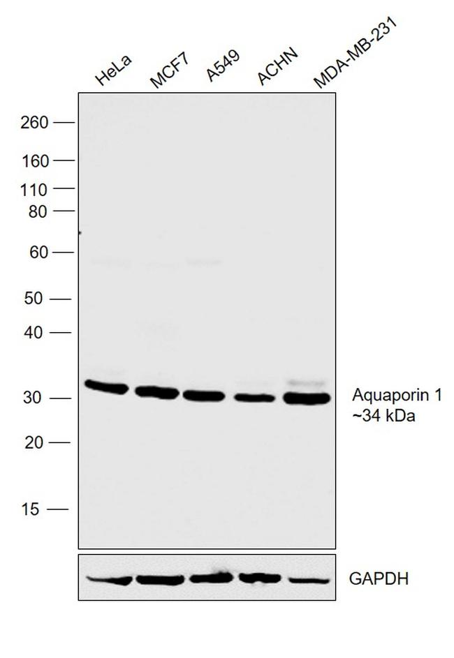 Aquaporin 1 Antibody in Western Blot (WB)