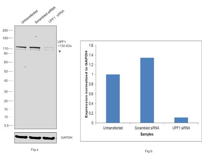 UPF1 Antibody