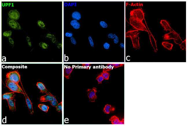 UPF1 Antibody in Immunocytochemistry (ICC/IF)