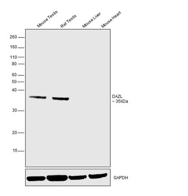 DAZL Antibody in Western Blot (WB)