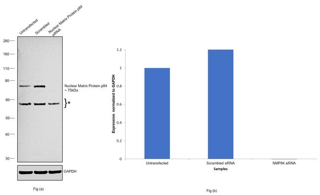 Nuclear Matrix Protein p84 Antibody in Western Blot (WB)