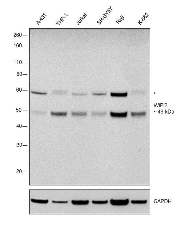 WIPI2 Antibody in Western Blot (WB)