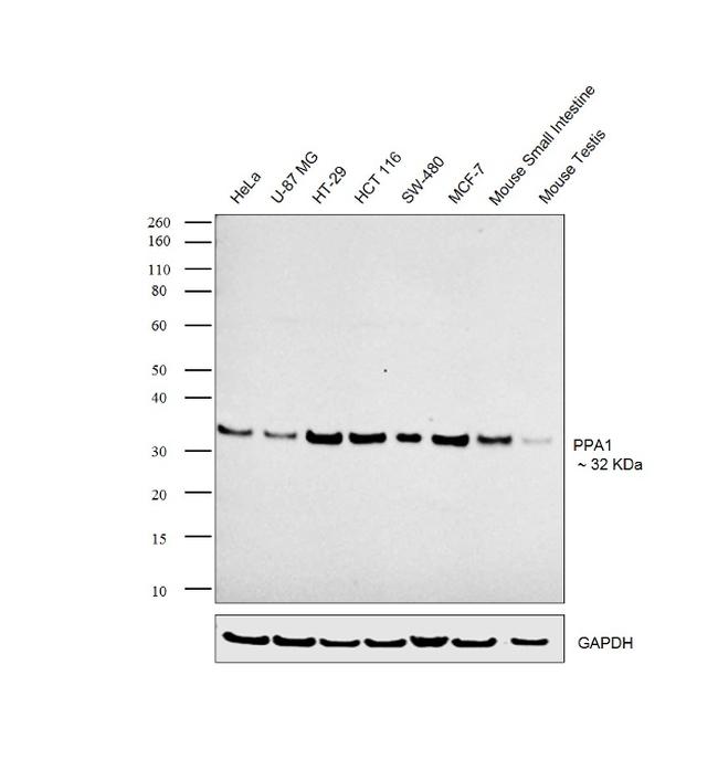 PPA1 Antibody in Western Blot (WB)