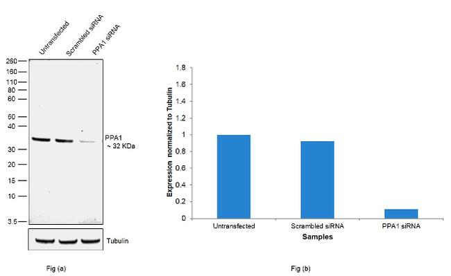 PPA1 Antibody in Western Blot (WB)