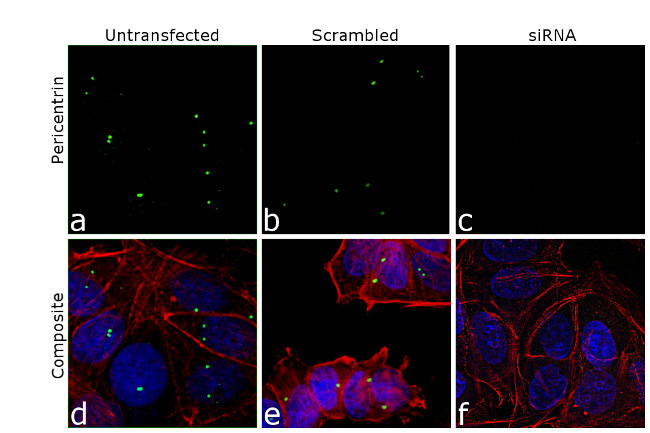 Pericentrin Antibody in Immunocytochemistry (ICC/IF)