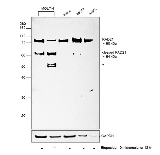 RAD21 Antibody in Western Blot (WB)