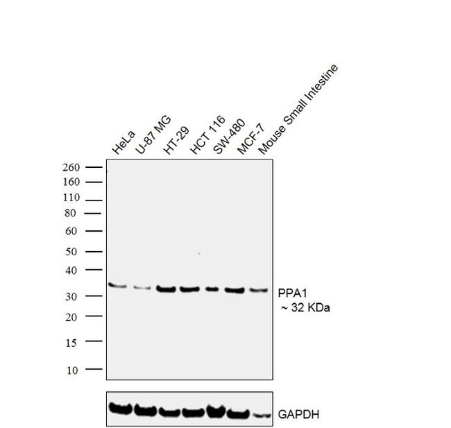 PPA1 Antibody in Western Blot (WB)