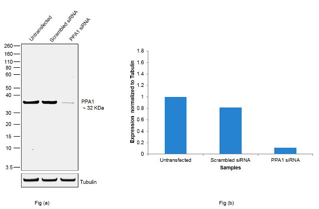 PPA1 Antibody