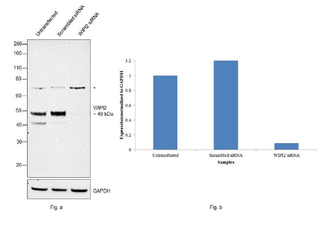 WIPI2 Antibody in Western Blot (WB)