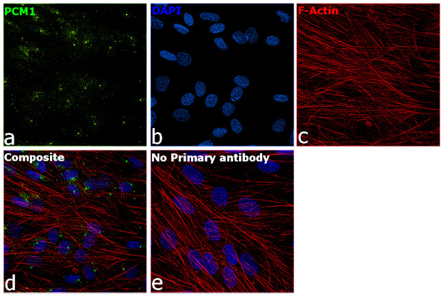 PCM1 Antibody in Immunocytochemistry (ICC/IF)