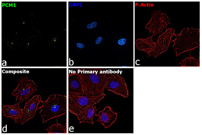 PCM1 Antibody in Immunocytochemistry (ICC/IF)